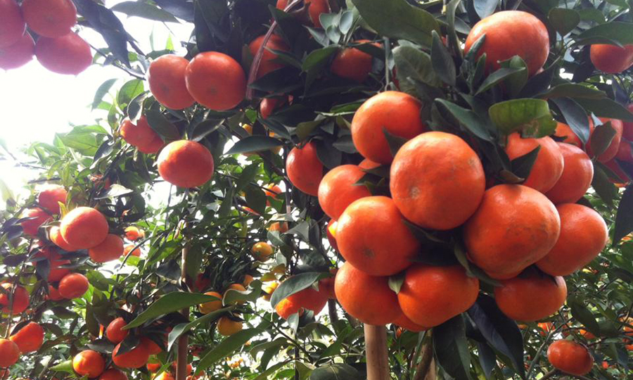 Lên màu cam canh bằng Ethephon 40%